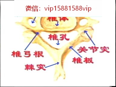 颈椎病诊断治疗法专辑 颈椎病康复养护操 推拿手法视频集锦 2.8G(图83)